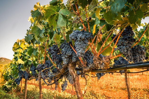 Uvas maduras y sol en Grecia