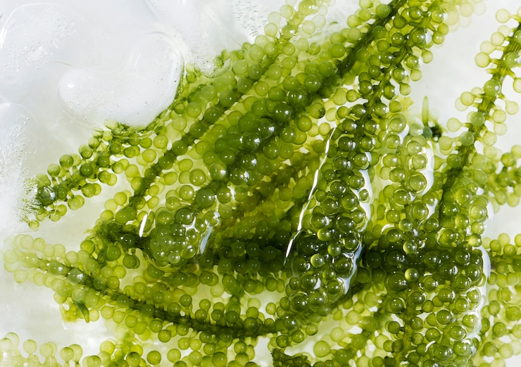 Foto uvas de mar en agua fría