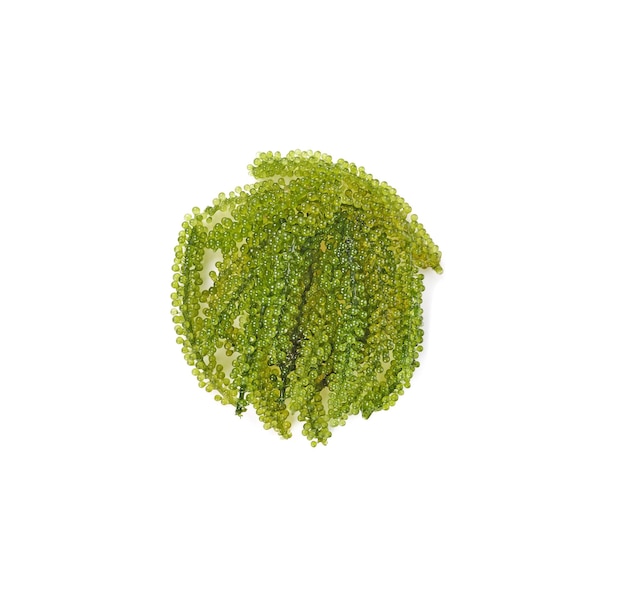 Uvas de mar algas caviar verde sobre fondo blanco.
