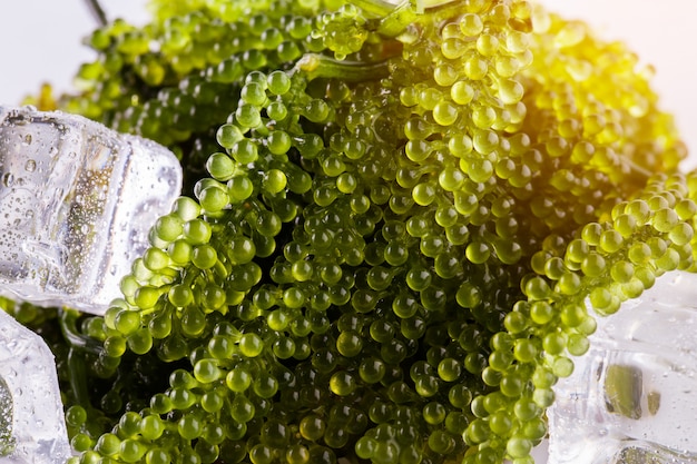 Uvas de mar (caviar verde) algas marinas