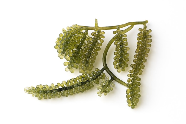 Foto uvas de mar o caviar verde aislado sobre un fondo blanco, es una planta acuática comestible