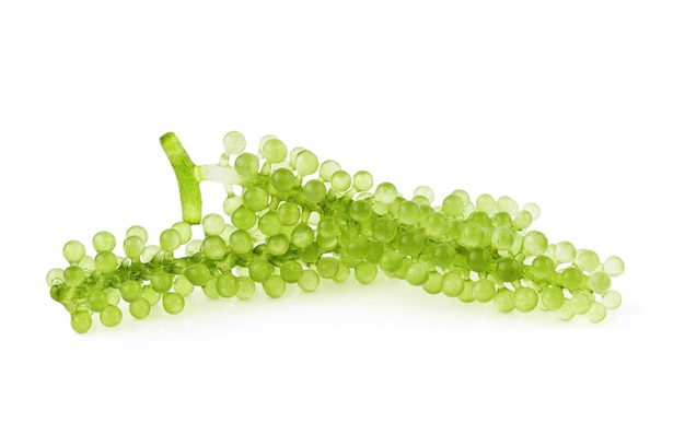 Uvas marinhas (caviar verde), algas no fundo branco