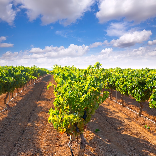 Uvas mediterráneas de bobal en viña