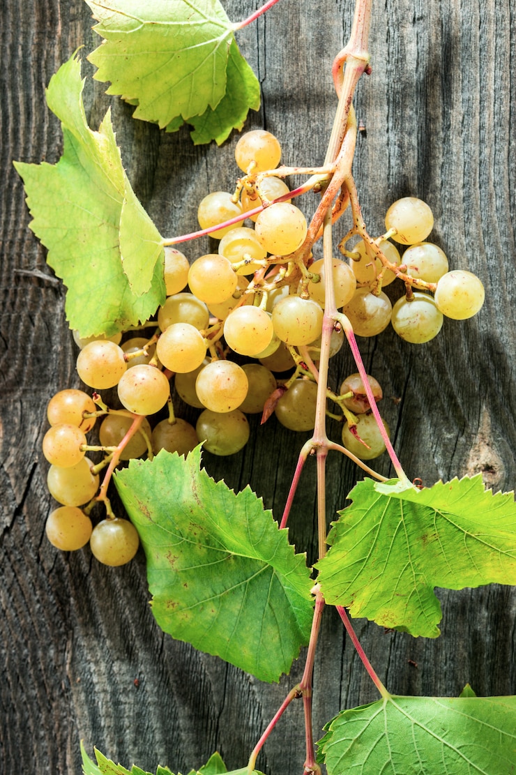 Foto uvas en mesa de madera