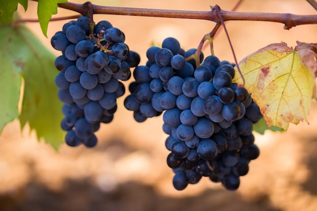 Uvas moradas maduras con hojas