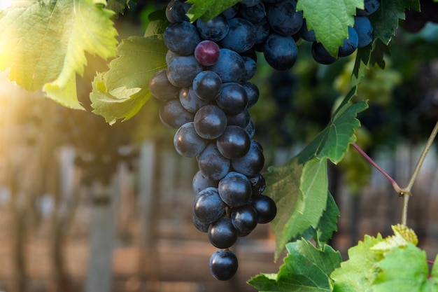 Uvas multicolores en el viñedo