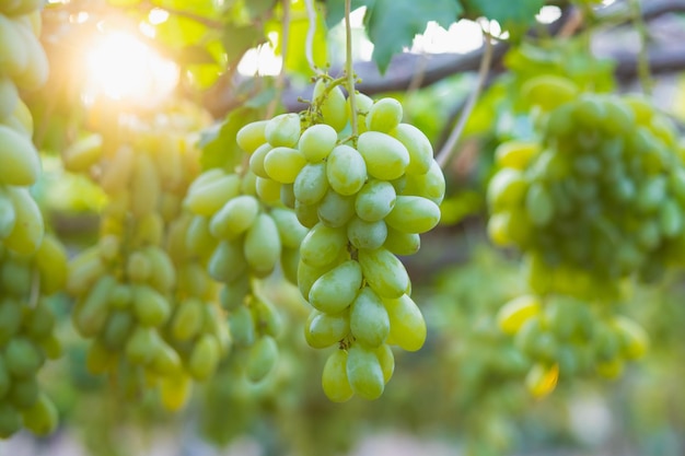 Uvas multicolores en el viñedo