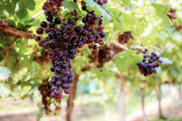 Uvas na árvore na fazenda.