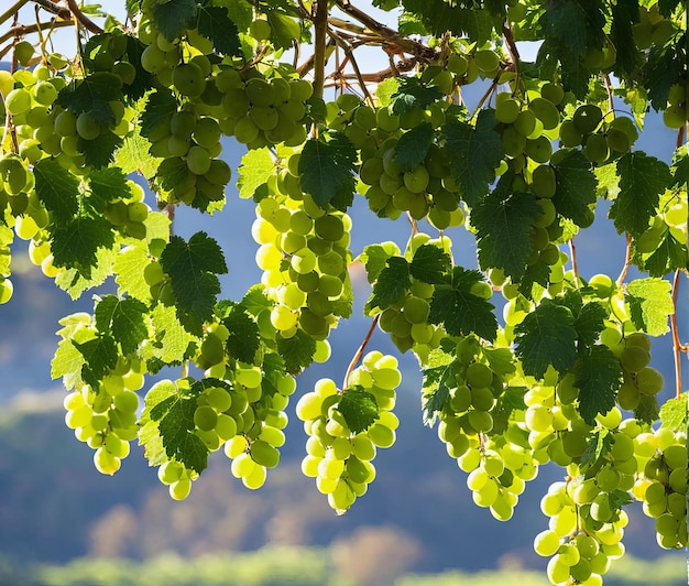 uvas na árvore