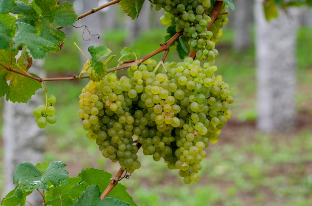 Uvas na planta do vinhedo