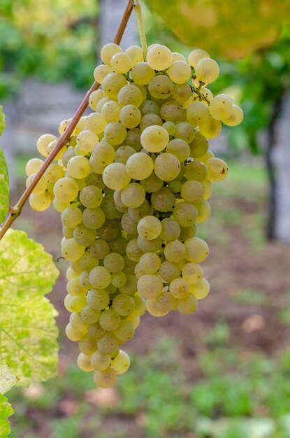 Uvas na planta do vinhedo