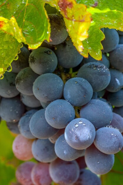 Uvas na videira com gotas de orvalho