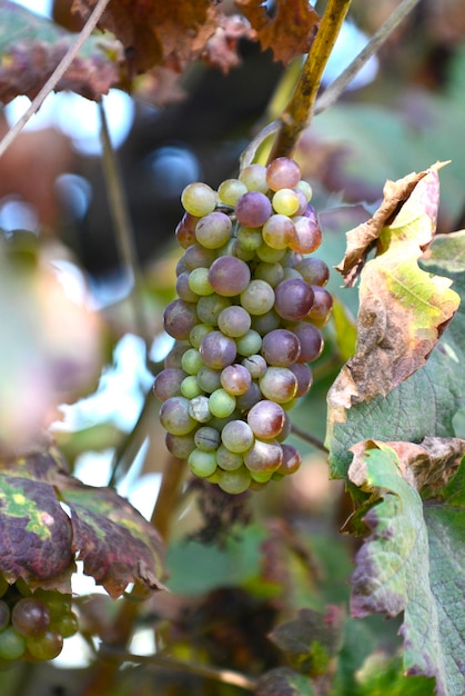 Uvas não amadurecidas na vinha