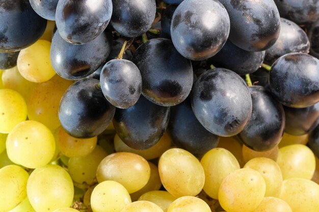 Uvas não lavadas brancas e pretas maduras doces