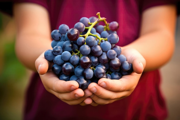 Uvas nas mãos de um menino.