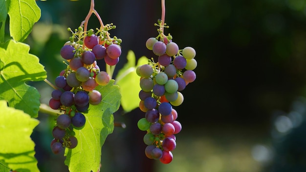 uvas negras maduras