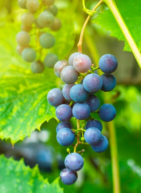 Las uvas negras que crecen en una vid iluminada por el sol se cierran durante la cosecha