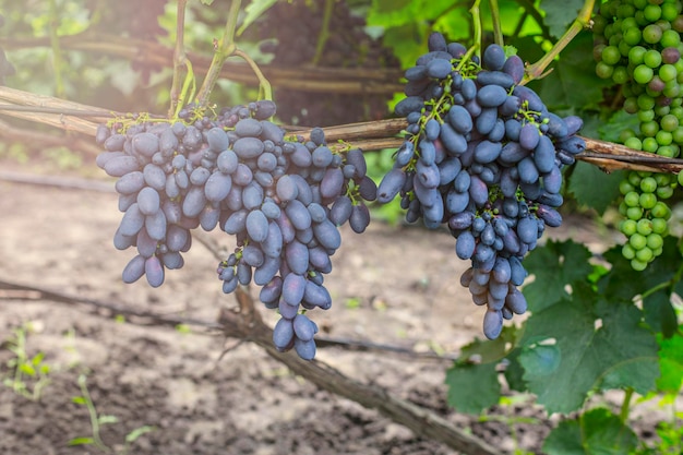 Uvas no jardim fecham