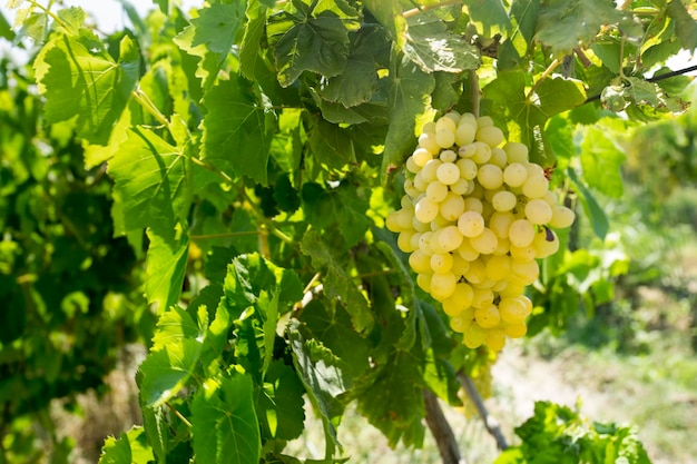 Uvas orgânicas frescas, vinhas. Turquia / Izmir / Foca