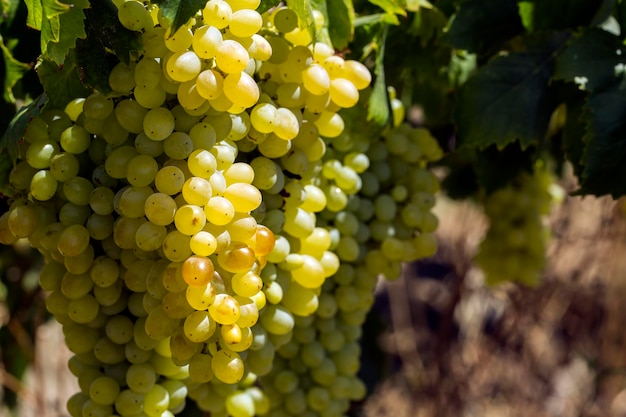 Uvas orgânicas frescas, vinhas. Turquia / Izmir / Foca