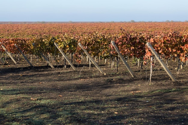 Uvas de otoño con hojas rojas, la vid al atardecer es de color amarillo rojizo