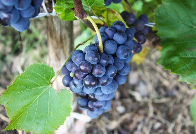 Uvas para vinho azuis no jardim de verão.