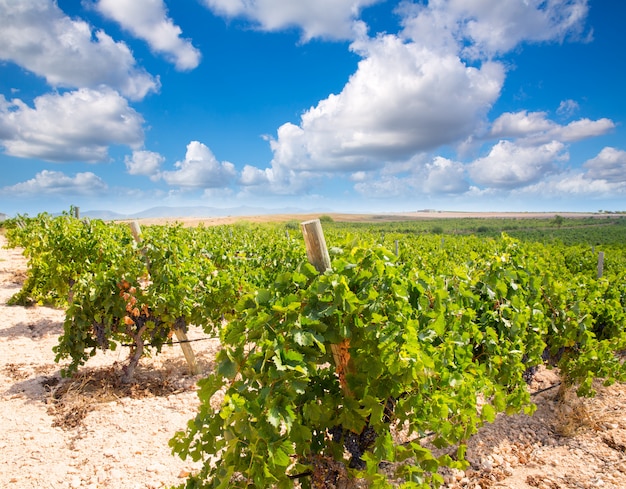 Uvas para vinho bobal prontas para a colheita no Mediterrâneo