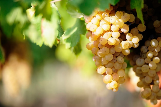 Uvas para vinho branco na vinha