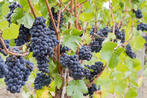 Foto uvas para vinho vermelhas crescendo em videiras