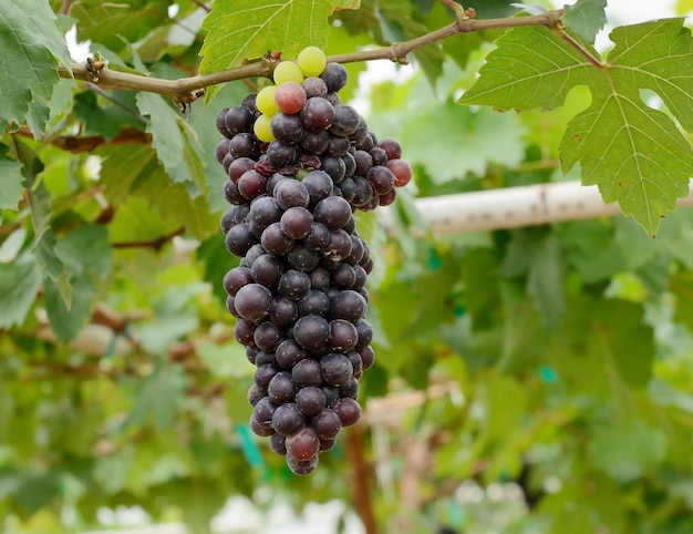 Foto uvas penduradas na exuberante videira verde com espaço turva da vinha