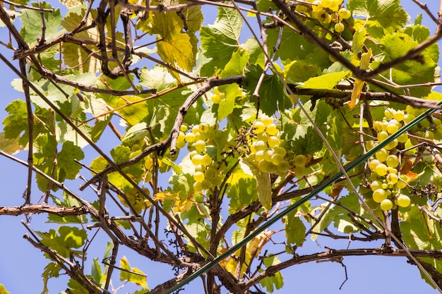 Uvas penduradas no galho