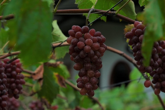 uvas penduradas