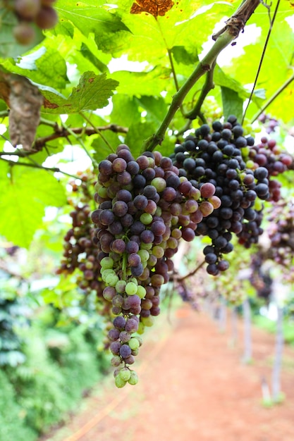 Uvas en plantaciones en Tailandia.