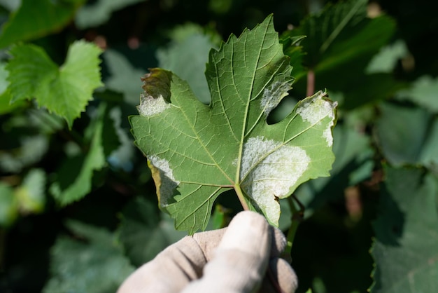 Uvas de plantas de mildiú velloso