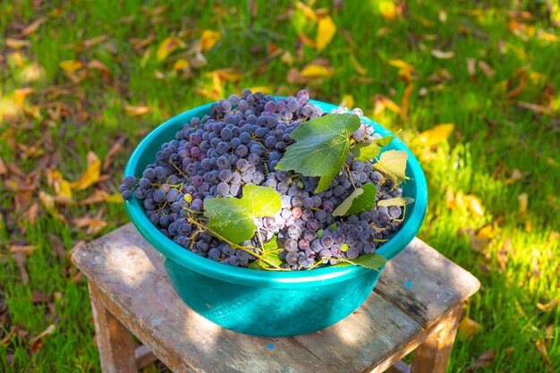 Uvas pretas maduras em uma tigela de plástico em um banquinho no jardim. Colheita colhida.