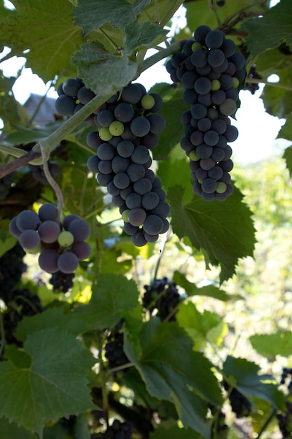 Uvas púrpuras jugosas maduras en una rama de árbol con un fondo soleado