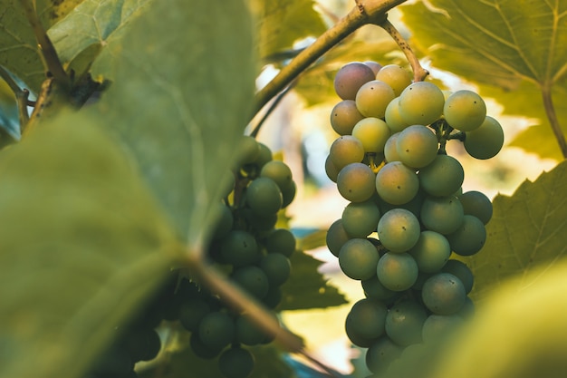 Uvas en una rama entre las hojas en un día soleado