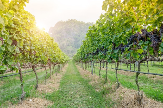 Uvas recién Shiraz, viñedos en la cosecha de otoño