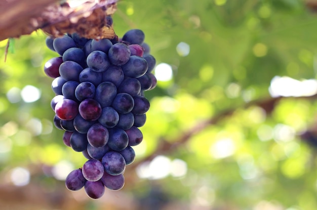 Uvas rojas con hojas verdes en el viñedo.