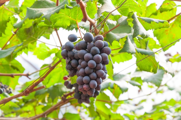 Uvas rojas moradas con hojas verdes en la vid en el jardín frutas frescas