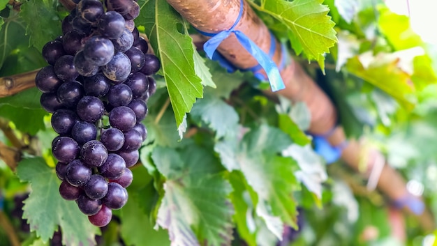 uvas rojas púrpuras con hojas verdes en la vid. cosecha de otoño.