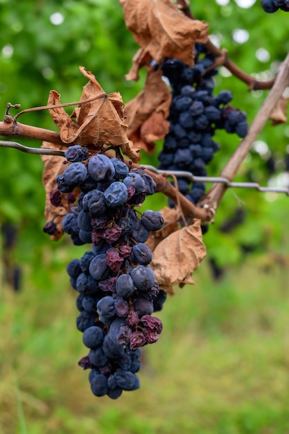 uvas rojas en vid, uvas de vino tinto, racimos de vino tinto cuando se secan al sol