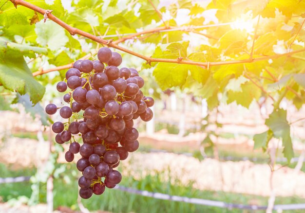 Uvas rojas en el viñedo listas para la cosecha