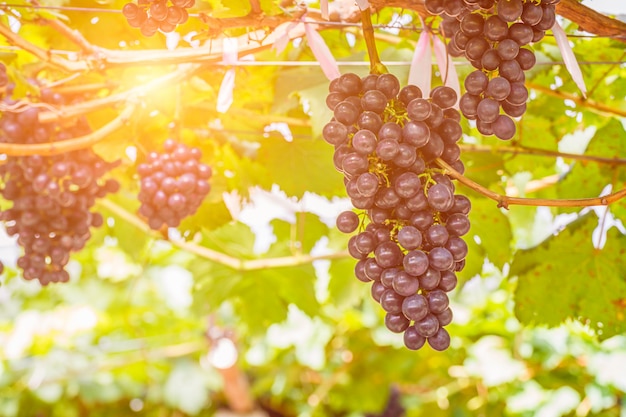 Uvas rojas en el viñedo listas para la cosecha