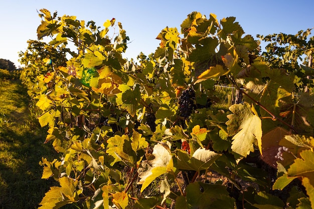 Uvas rojas en los viñedos campo de Eslovenia Istria