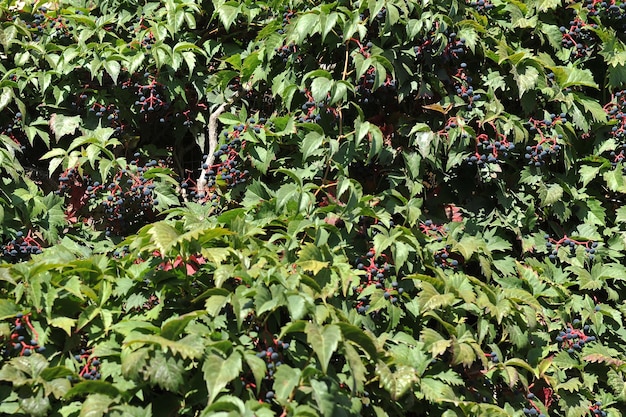 Uvas selvagens verdes com bagas pretas como pano de fundo