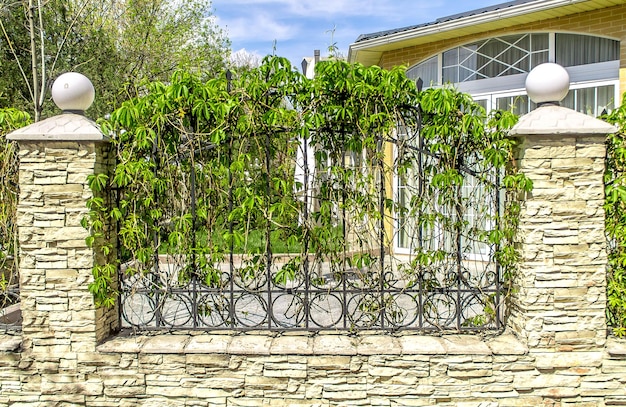 Foto uvas silvestres en una valla de metal en la primavera