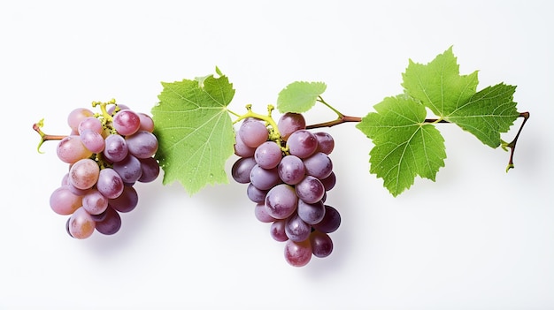 uvas sobre un fondo blanco