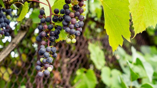 Uvas suculentas maduras frescas crescendo em galhos em um vinhedo.