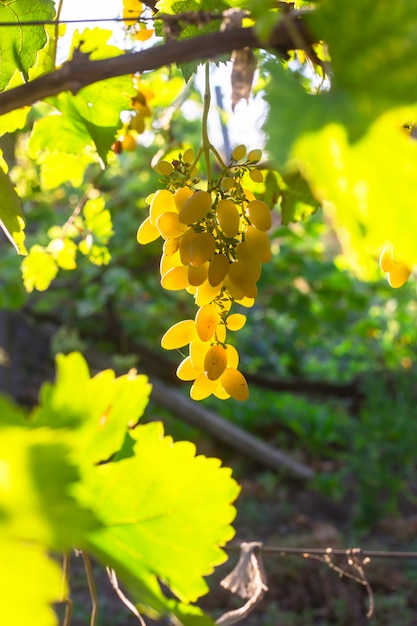 Uvas de uvas blancas en las ramas en el jardín de casa